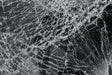 Photo of Moto Armor Replacement Glass for Honda Models by Moto Armor - Premium for UTVs / Side by Sides
