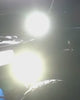 Wildcat Extreme UTV LED Light Whips (Pair)