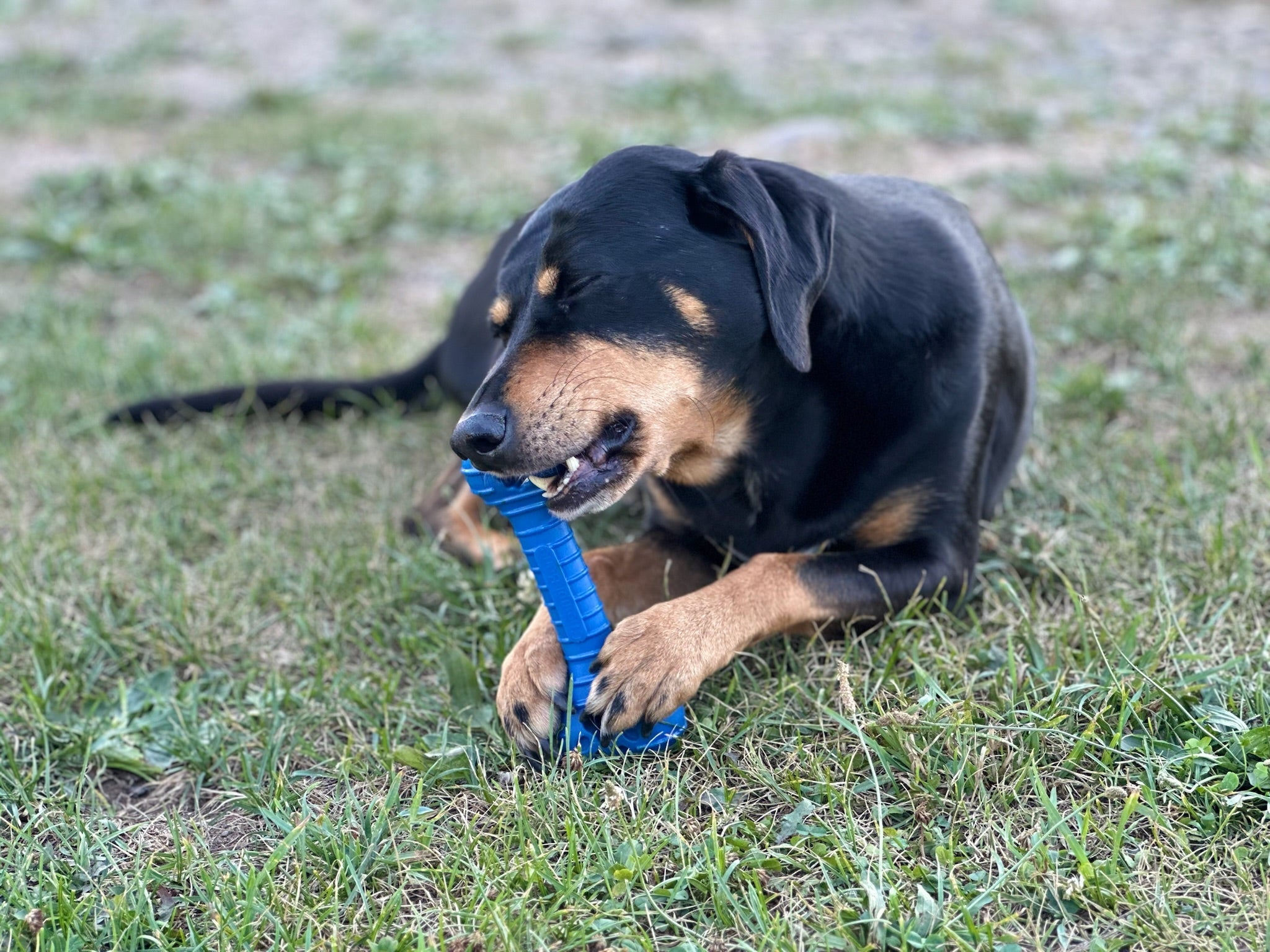 Photo of The Chompi Bone by ShockStrap - Premium for UTVs / Side by Sides