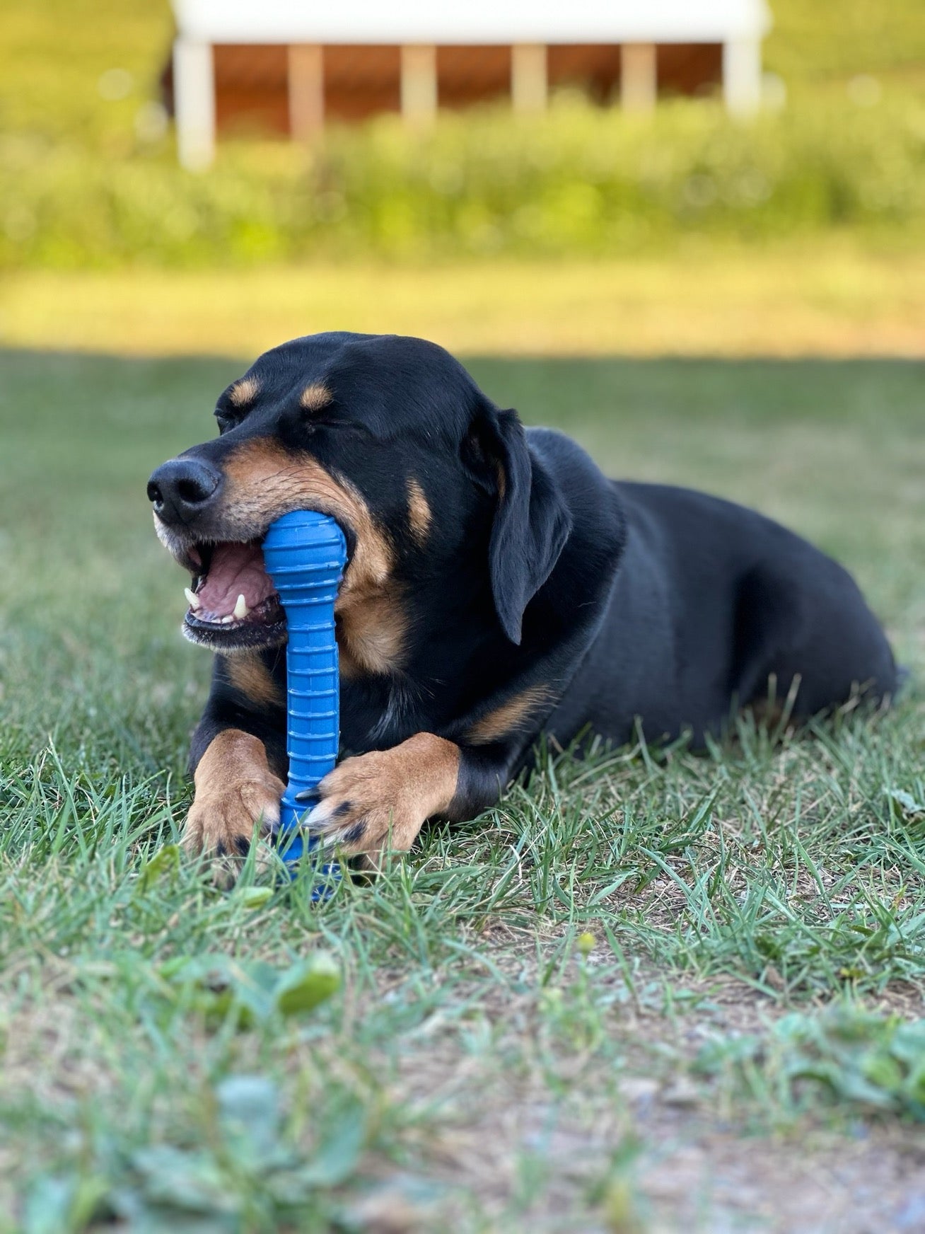 Photo of The Chompi Bone by ShockStrap - Premium for UTVs / Side by Sides